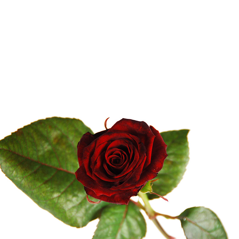 Perth vertalen ik klaag Donkerrode grootbloemige roos – De Bloemenkas